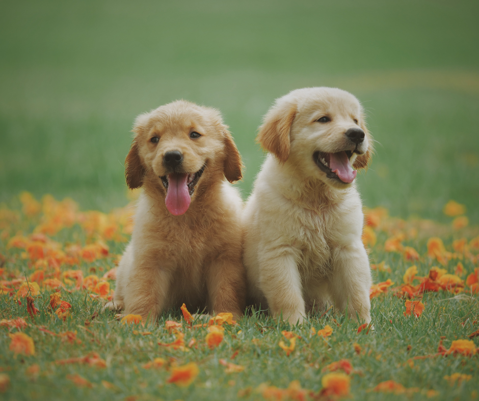 Dogs – Love Happy Pets