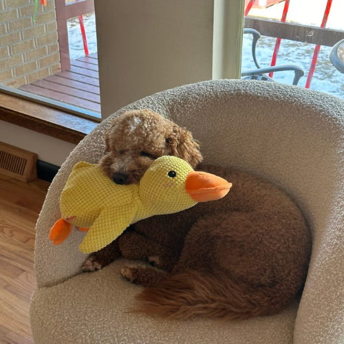 CalmDuck™ - Soothing Dog Toy