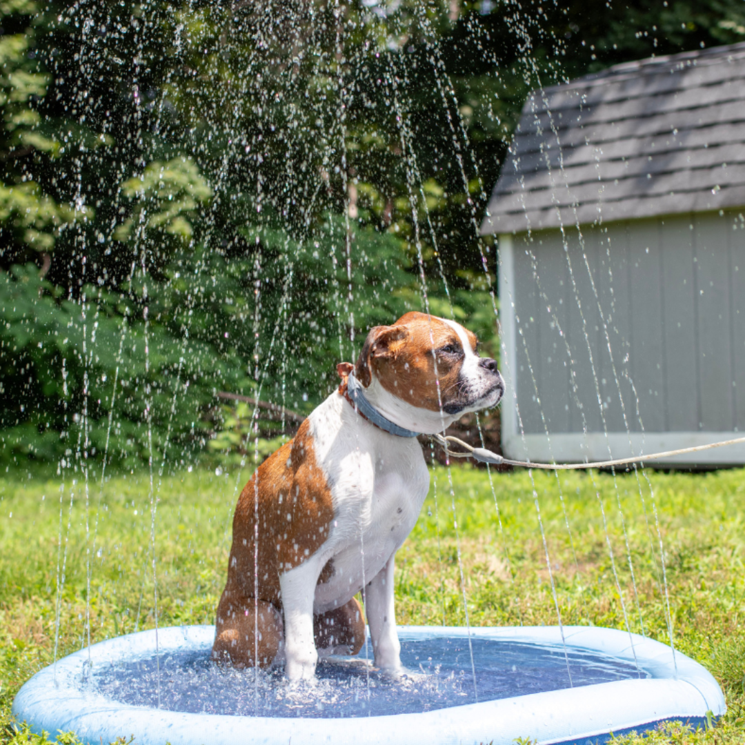 WoofSplash™ - Refreshing Dog Sprinkler Pad