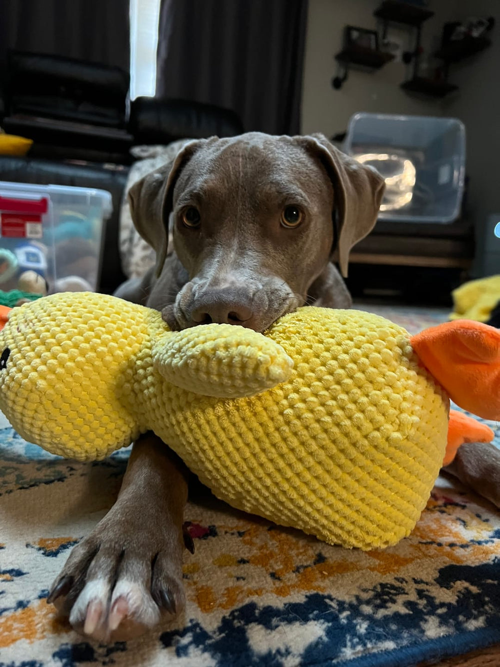 Calming Durable Duck Dog Toy