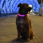BrightNeck™ - LED Safety Dog Collar