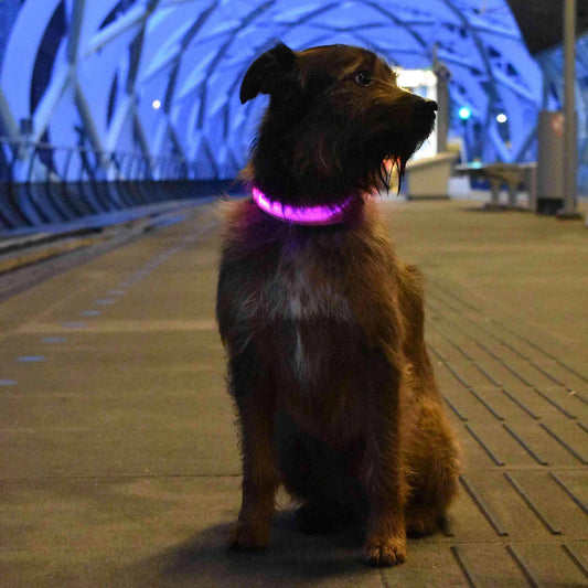 BrightNeck™ - LED Safety Dog Collar