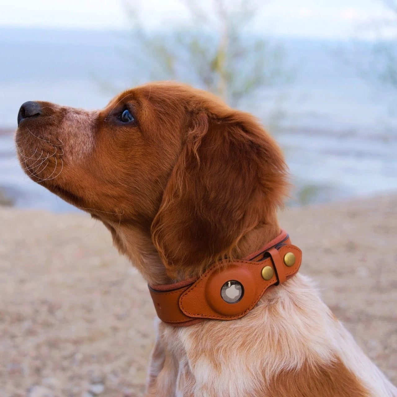 SafeTrack™ - Airtag Dog Collar